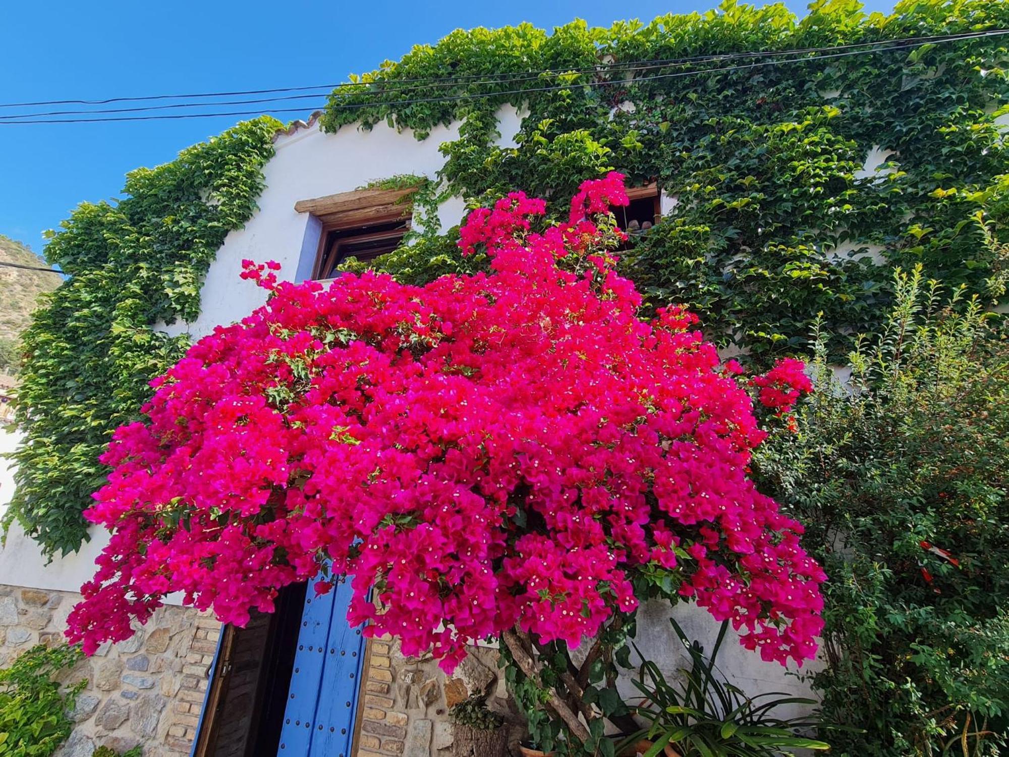 Casa La Yedra By Casaturistica Villa Benarrabá Buitenkant foto